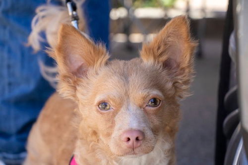 Sammy, a Jack Russell-Poodle mix