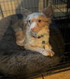Sammy, a Jack Russell-Poodle mix