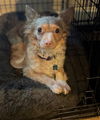 Sammy, a Jack Russell-Poodle mix