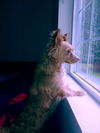 Sammy, a Jack Russell-Poodle mix