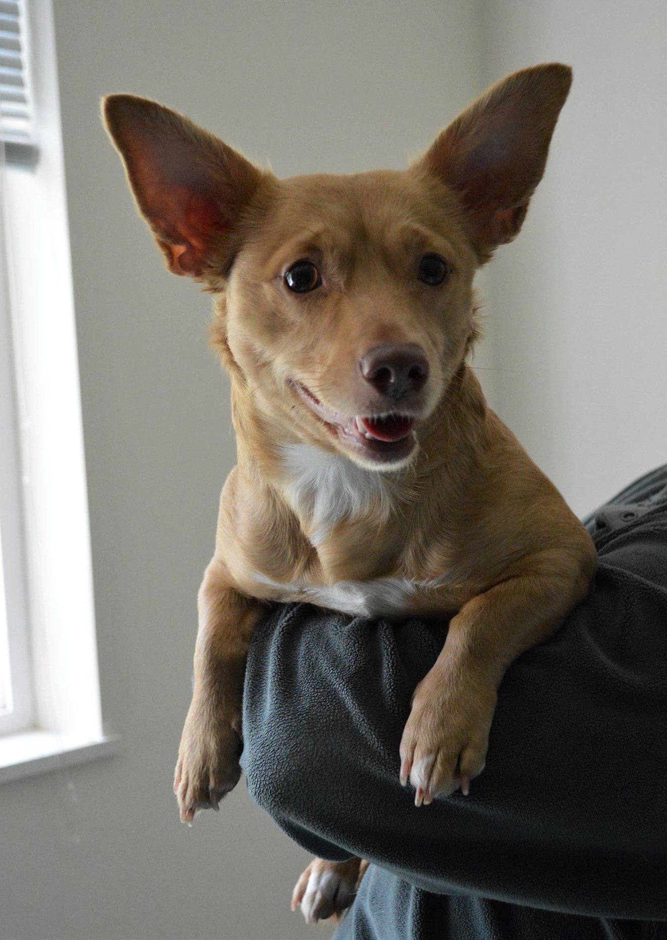 adoptable Dog in Arlington, WA named MIA a Corgi-Dachshund mix