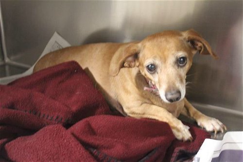 Fergie, a senior rescued dachshund