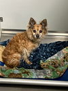 Winston a Papillon-Poodle mix Senior