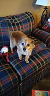 Winston a Papillon-Poodle mix Senior