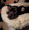 Aria, A Rat Terrier Mix Puppy female