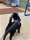 Sadie a 10 month old Poodle Mix Pup