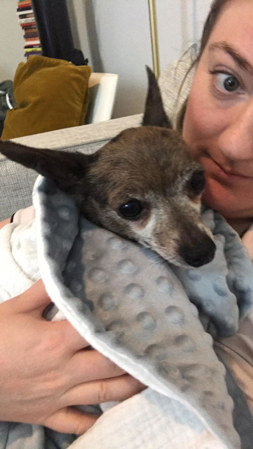 Johnny, a young senior Chihuahua