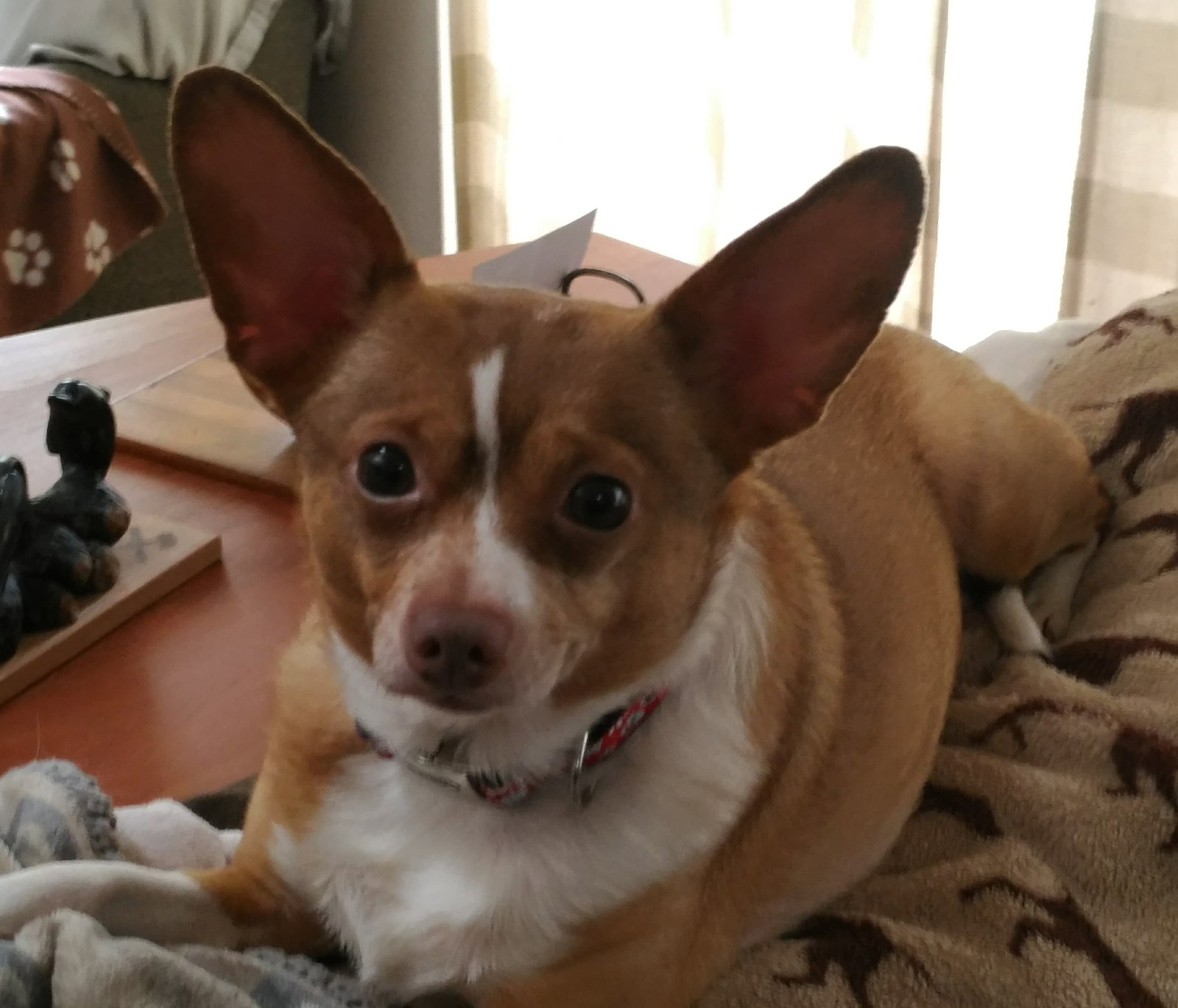 Dog for Adoption Pippa, A Rat Terrier mix, a Rat Terrier in Chewelah