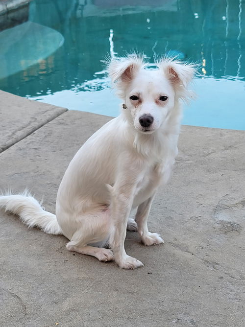 Helen a mostly deaf Papillon-Jack Russell puppy