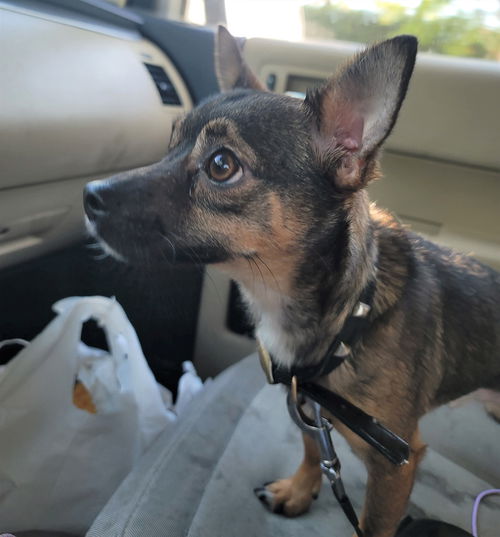 Jax a Dachshund Jack Russell Puppy