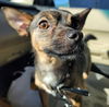 Jax a Dachshund Jack Russell Puppy