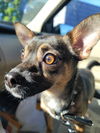 Jax a Dachshund Jack Russell Puppy
