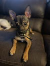 Jax a Dachshund Jack Russell Puppy