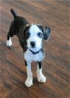 Odie  Boston-Yorkie Terrier puppy