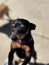 Paisley, a female Miniature Pinscher