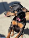 Paisley, a female Miniature Pinscher