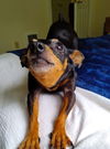 Paisley, a female Miniature Pinscher