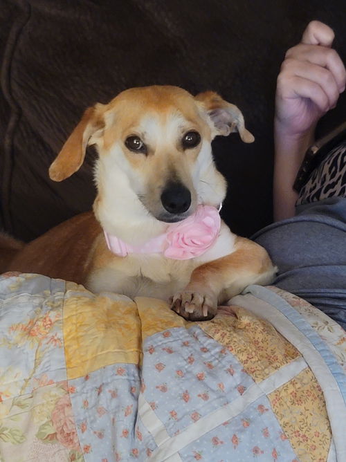 Maggie A Poodle-Nova scotia retriever mix