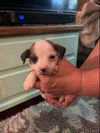 Este, a Fox Terrier-Poodle-Pekingese Puppy