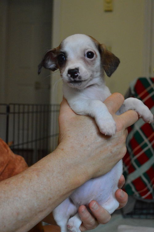 Este, a Fox Terrier-Poodle-Pekingese Puppy