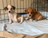 Este, a Fox Terrier-Poodle-Pekingese Puppy