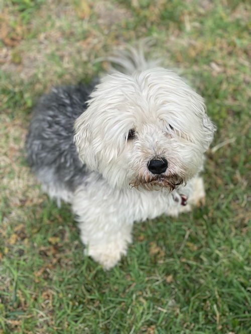 Chanel a Maltese-Poodle Senior