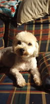 Chanel a Maltese-Poodle Senior