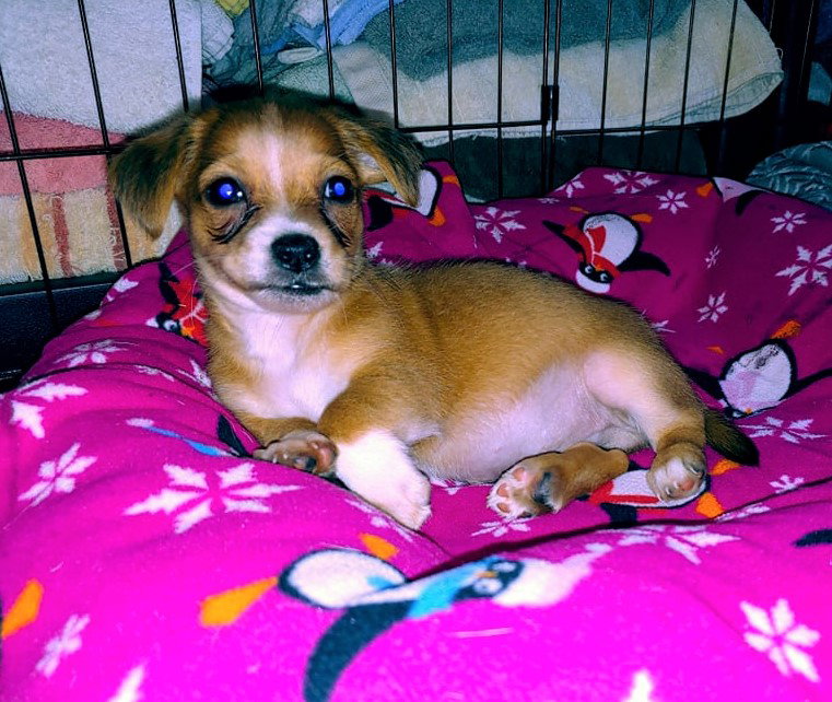 Dog for Adoption Dante, a Mixed small breed puppy, a Nova Scotia DuckTolling Retriever in