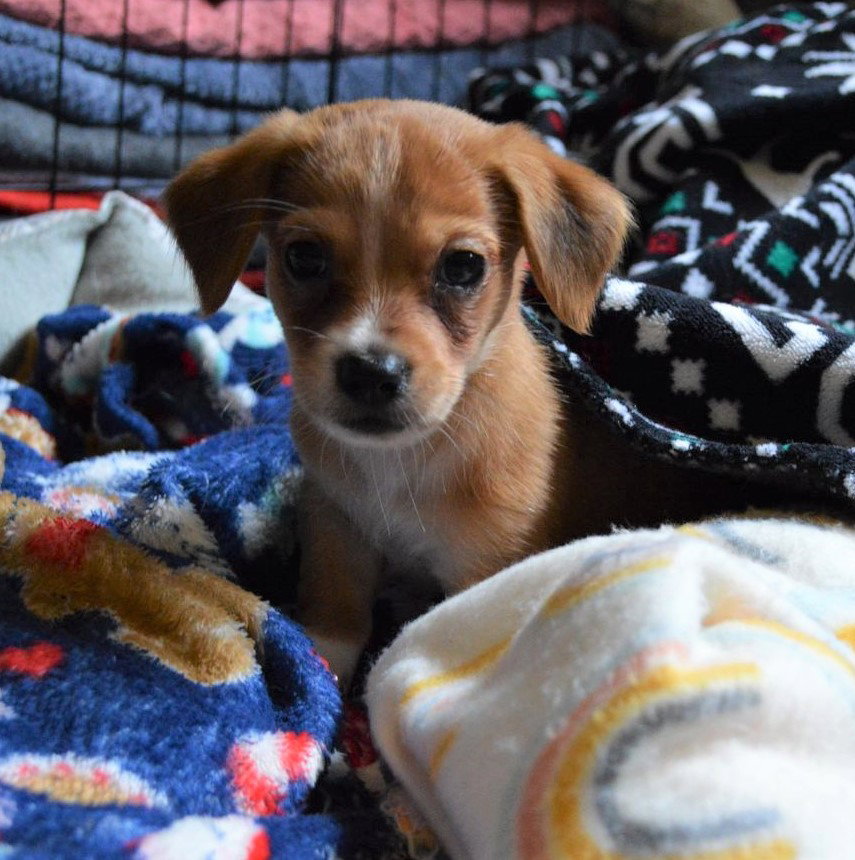 Dog for Adoption Dante, a Mixed small breed puppy, a Nova Scotia DuckTolling Retriever in