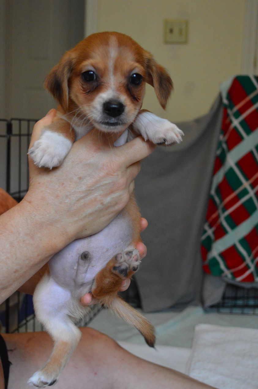 Dog for Adoption Dante, a Mixed small breed puppy, a Nova Scotia DuckTolling Retriever in