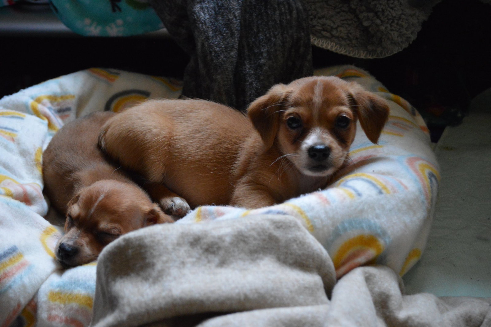 Dog for Adoption Dante, a Mixed small breed puppy, a Nova Scotia DuckTolling Retriever in