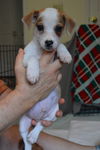 Rocco a Fox Terrier-Poodle-Pekingese puppy