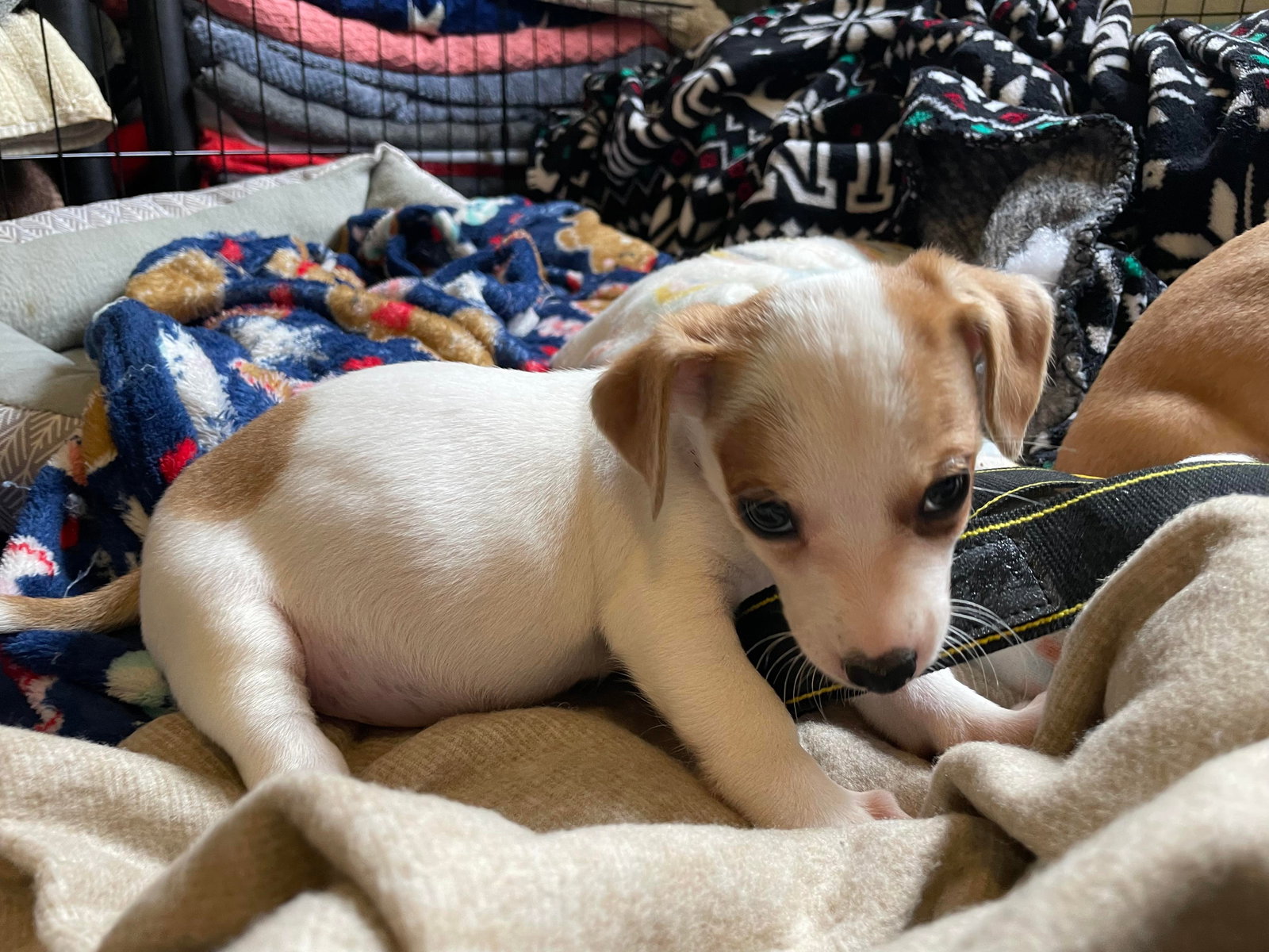 Dog for Adoption Rocco a Fox TerrierPoodlePekingese puppy, a Nova