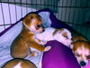 Trevi a Mixed puppy (Now Dante)