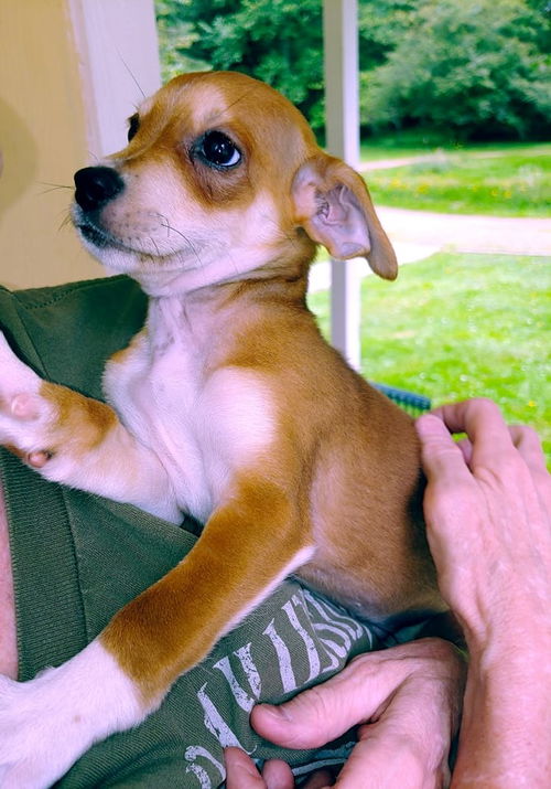 Trevi a Mixed puppy (Now Dante)