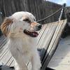 Sebastian a Dachshund-Cocker Spaniel mix