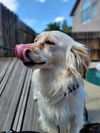 Sebastian a Dachshund-Cocker Spaniel mix