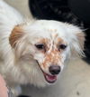 Sebastian a Dachshund-Cocker Spaniel mix