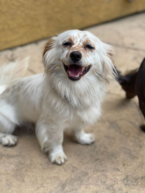 Sebastian a Dachshund-Cocker Spaniel mix