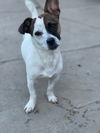 Sissy a Corgi-Jack Russell puppy