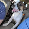 Sissy a Corgi-Jack Russell puppy