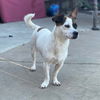 Sissy a Corgi-Jack Russell puppy