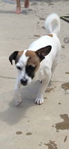 Sissy a Corgi-Jack Russell puppy