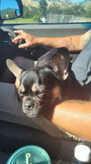 Ella, a French Bulldog female