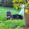 Ella, a French Bulldog female