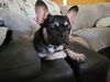 Ella, a French Bulldog female