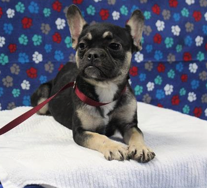 Ella, a French Bulldog female