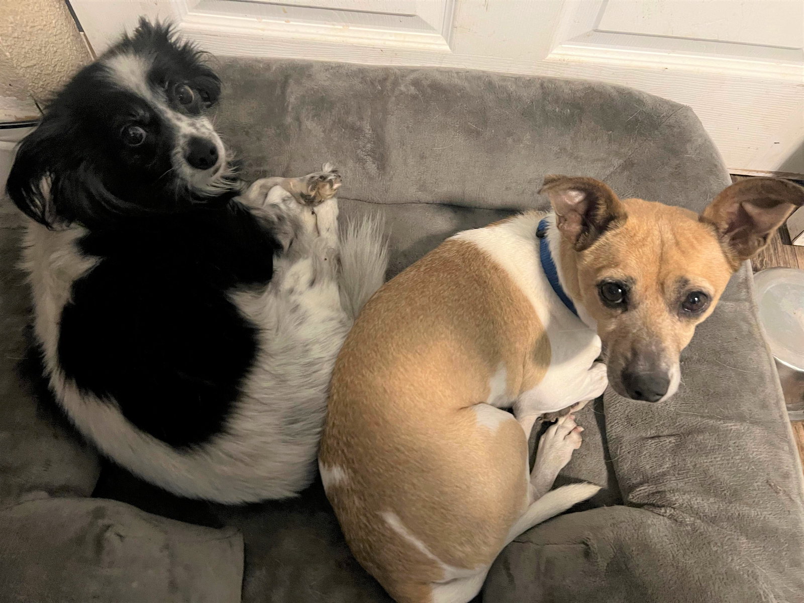 Dog for Adoption Minnie and Max, A Bonded pair, a Papillon in Snohomish County, WA Alpha Paw
