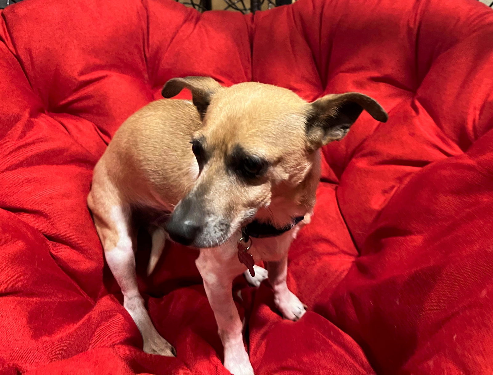 Dog for Adoption Minnie and Max, A Bonded pair, a Papillon in Ellensburg, WA Alpha Paw