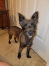 Kiseki, a Yorkie-Cairn Terrier mix